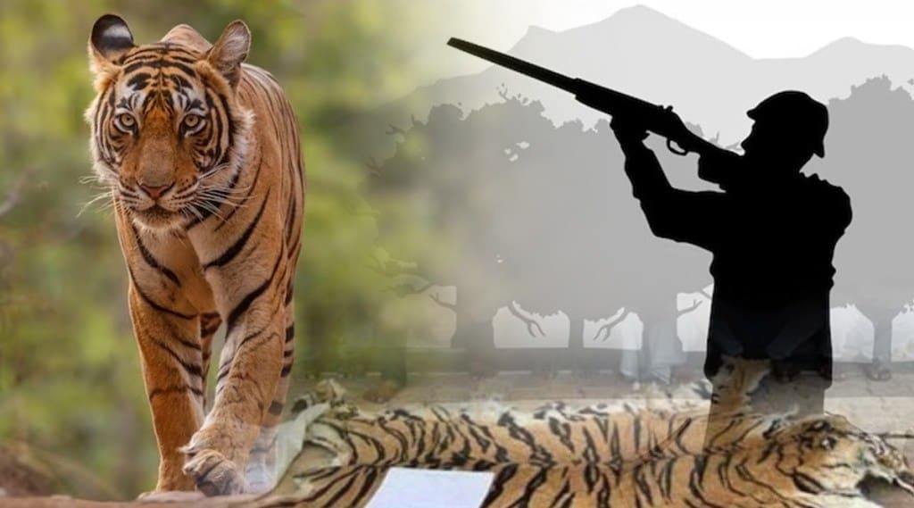 India, tiger projects, maharashtra, hunters, smuggler, tiger, forest, Red Alert, Tadoba, Pench