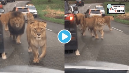 Lion Roaming on Crowded Street Told To Be from France Paris Singer Britney Spears Shares Horrifying Video Reality Check