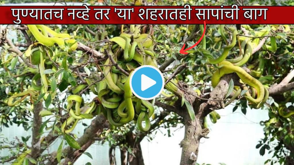 400 plus Huge Snakes are Hanging From Tree in This City Maharashtra Pune Also Has Specially Designed Snake Farm Do You Know