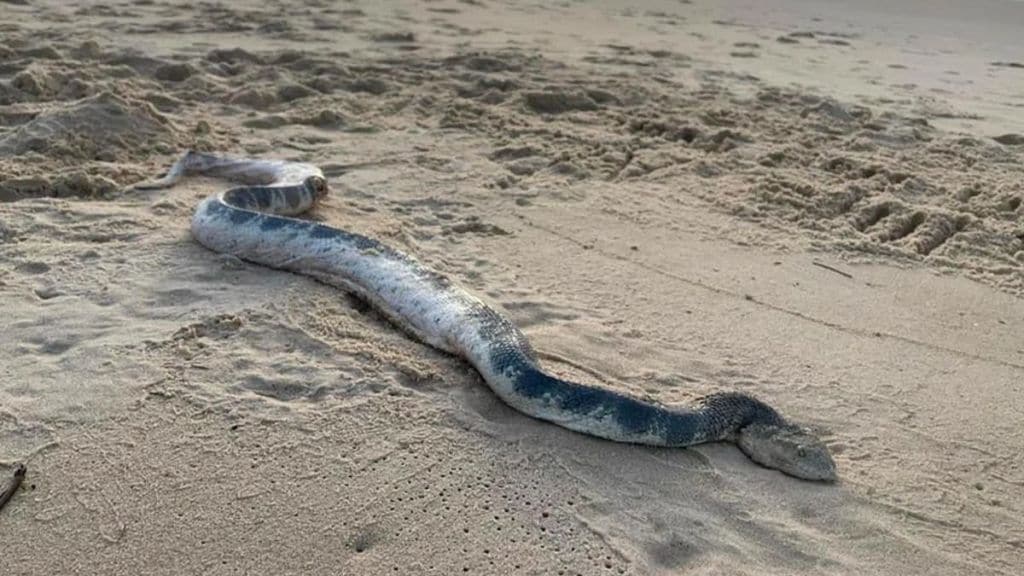 Venomous Snake Viral News