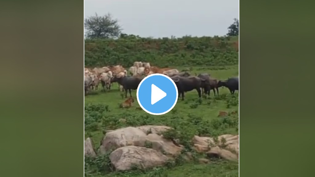 Buffalo attack on tiger