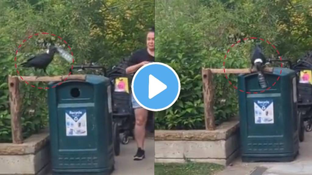 Crow Using Dustbin Video