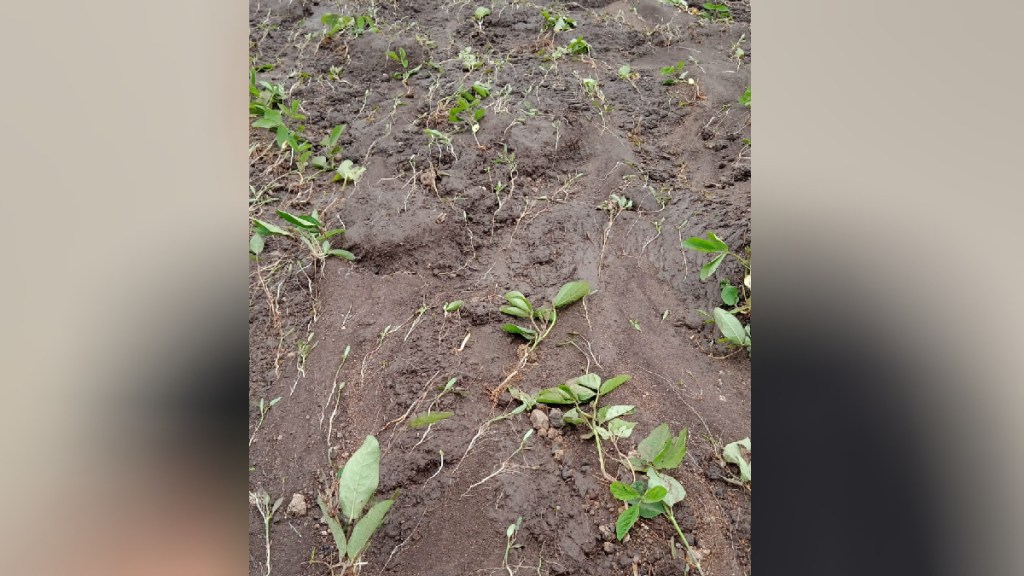 Heavy rain in Yavatmal district caused huge loss to farmers due to water logging in the fields