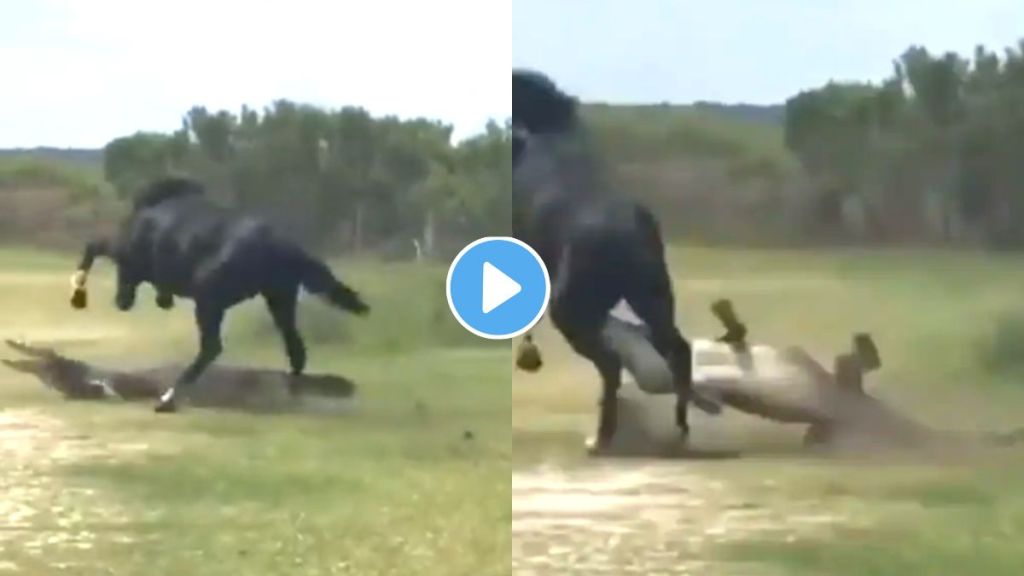 Crocodile Attack On Horse Video