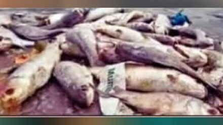 Hundreds of fish dead in Gauripada lake