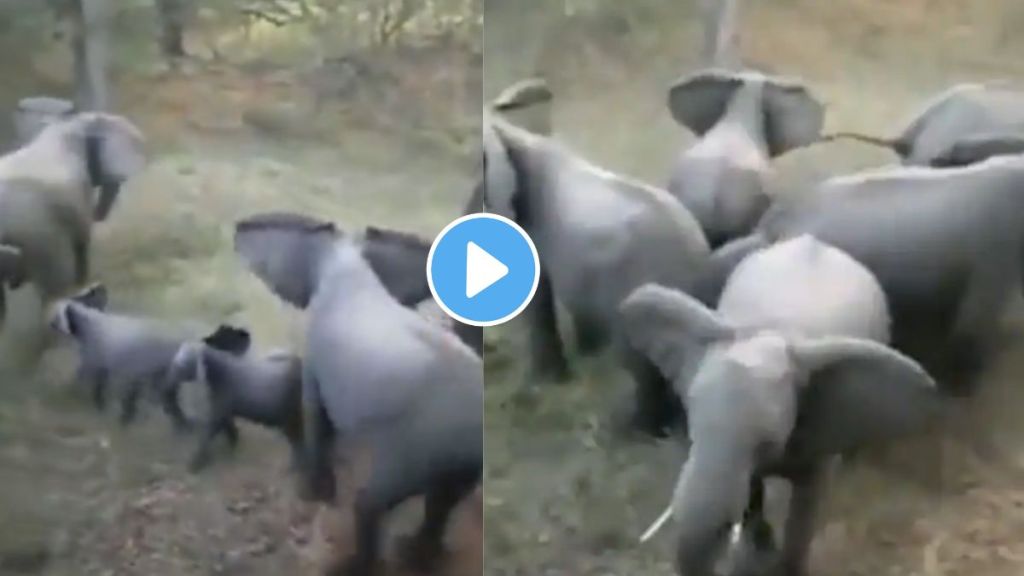 Elephants Trending video