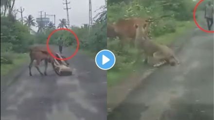 lioness attacks cow