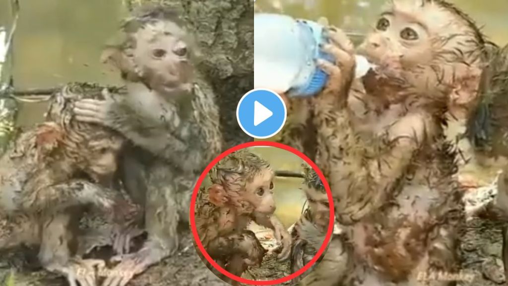 small monkey in flood viral video