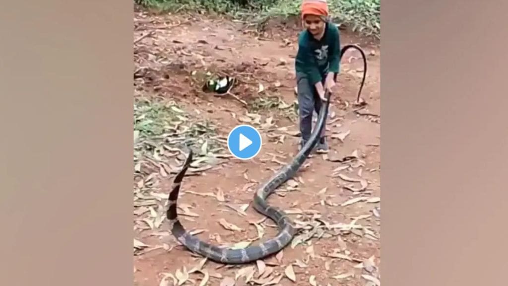 King Cobra Attack Videos