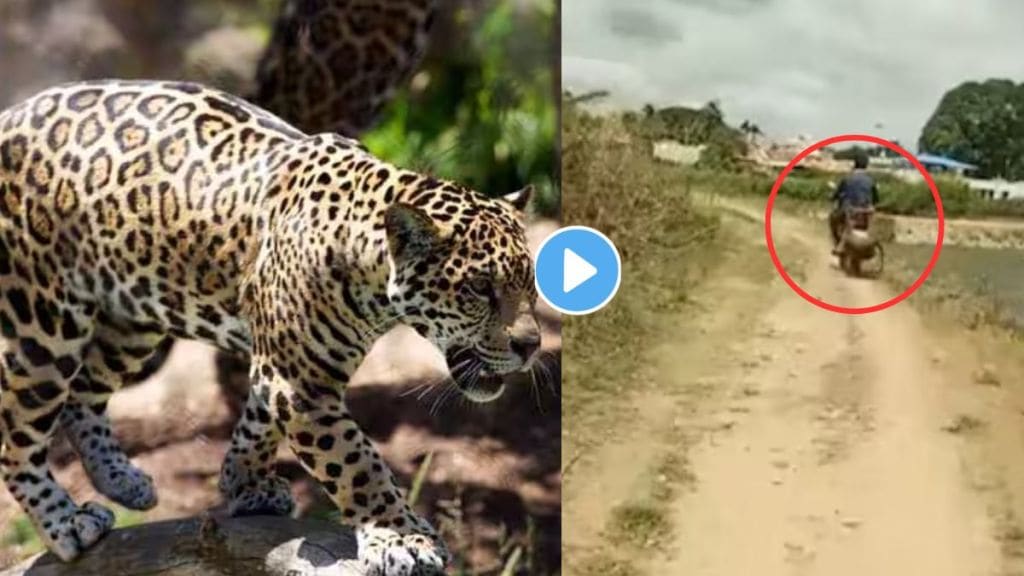 leopard Attack Video Viral On Twitter