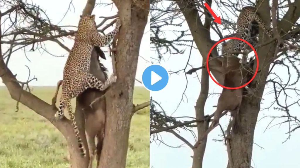 Leopard Hunting Videos