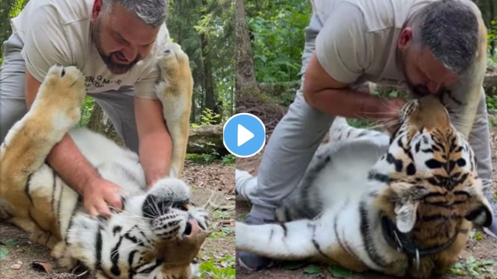 Man Plays With Tiger Shocking Video