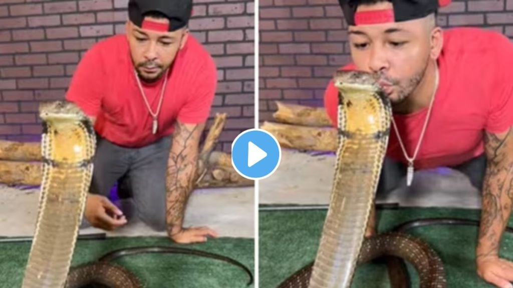 King Cobra Shocking Video Viral