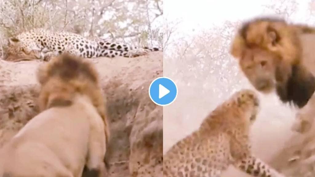 video Lion Attack on Leopard fights video goes viral on social media animals video