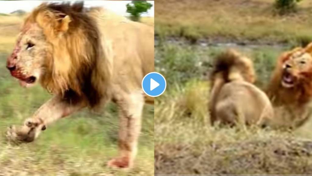 Two lions fight for a lioness lion attack another lion shocking video viral on social media