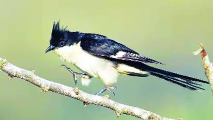 chatak papiha bird drinks water only once a year it gives information about the arrival of monsoon