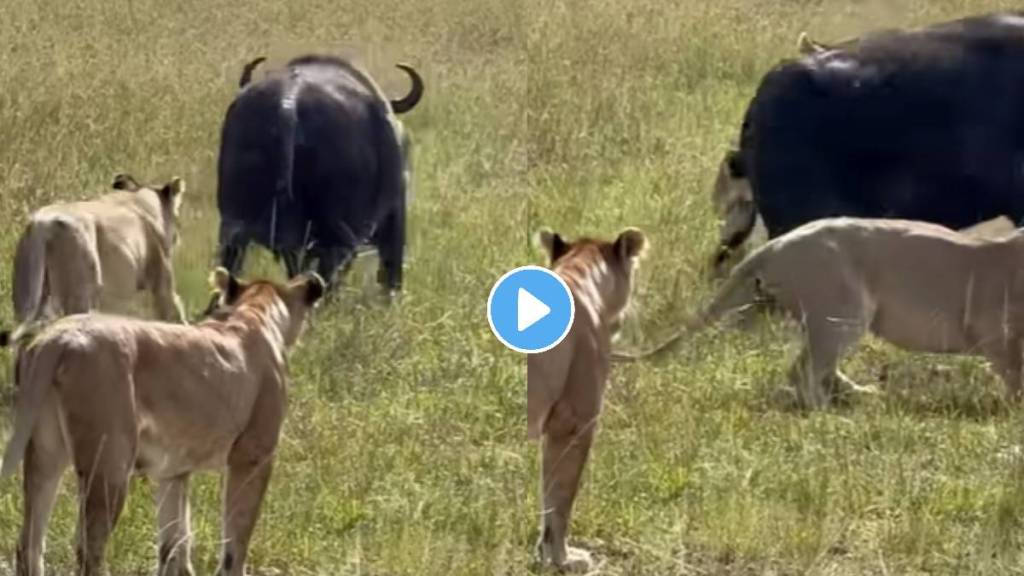 Lions attack buffalo with newborn calf