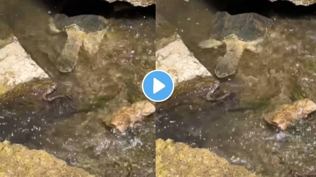 turtle attacked on snake shocking video