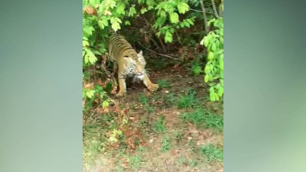 tiger roared out of the thicket