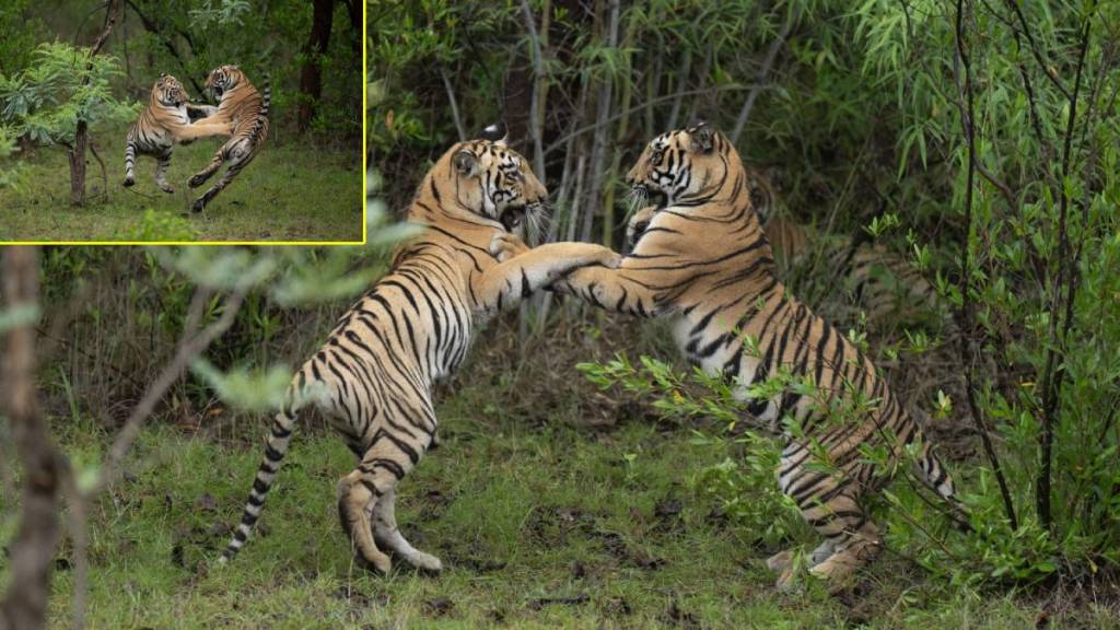 Tadoba Andhari Tiger Project