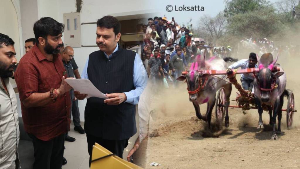 Devendra Fadnavis on bullock cart race