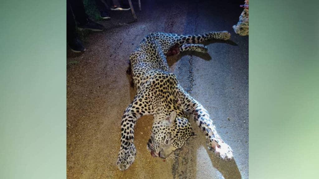 leopard died Bhandara district