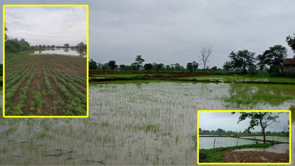 Damage to crops flood Gadchiroli