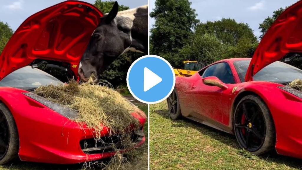 horse eating grass on ferrari