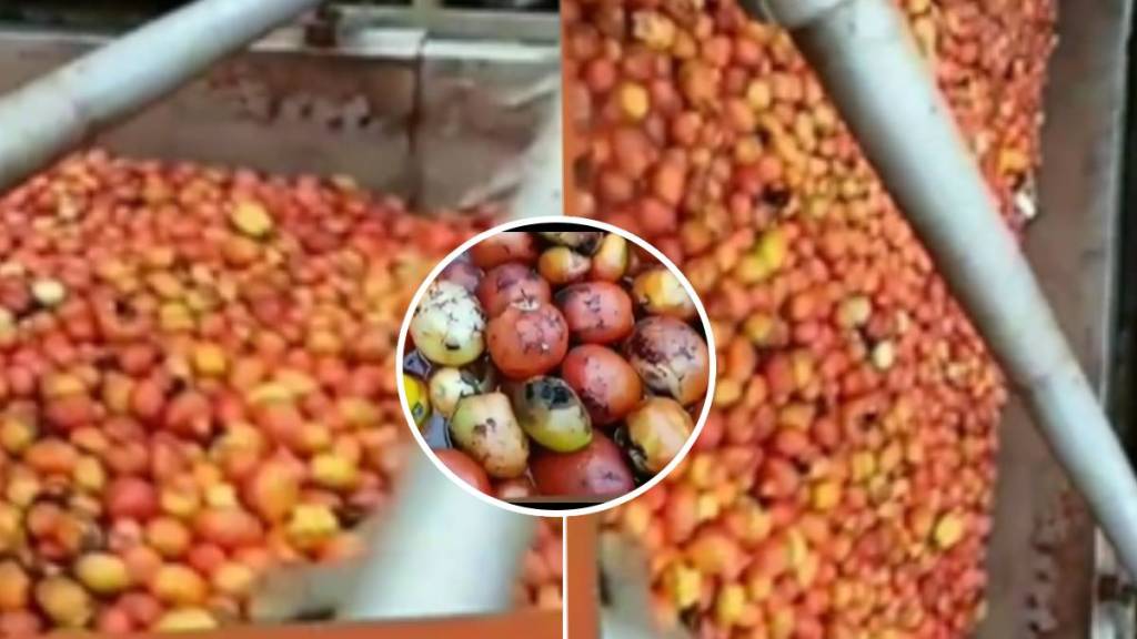 Viral Video Shows Unhygienic Tomato Sauce Production In Factory