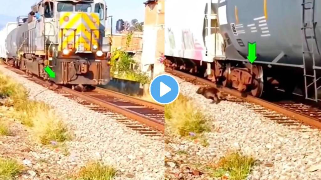 dog save from train accident