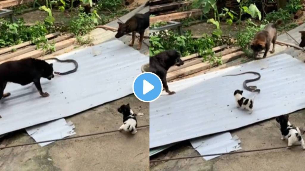 3 dogs and 1 snake the thrilling fight video viral