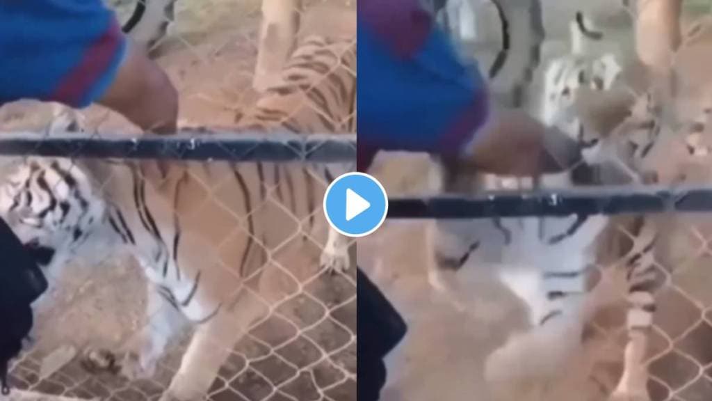 viral man insert hand in tiger cage tiger eat man hand tiger attack man from cage viral video on social media