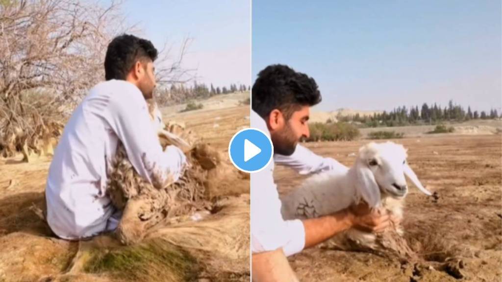 Man risking his own life to save sheep trapped in swamp rescues video viral on social media