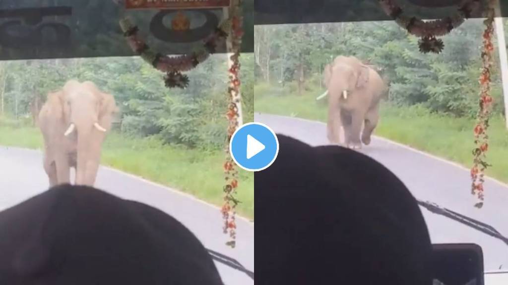 Elephant charged towards bus full of passengers. Then, this happened video viral on social media