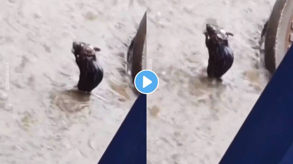 Rat Bathing Video Viral: