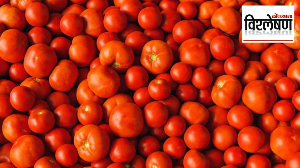 Where did tomatoes come from in India?