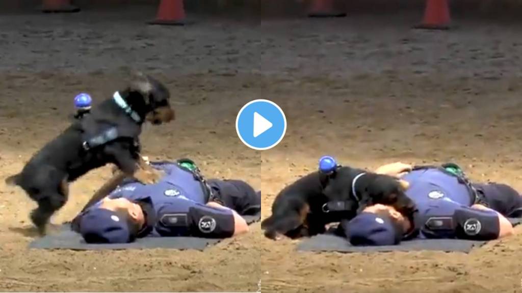 Police Dog Performs CPR On Trainer