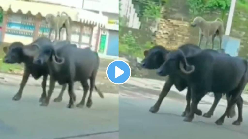 Viral video the dog was riding the buffalo watch the hilarious clip video viral on social media