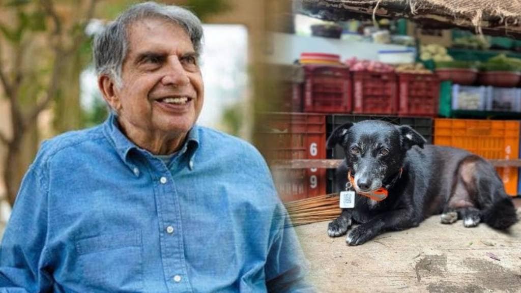 Take care of stray animals during monsoon Ratan Tata tweet