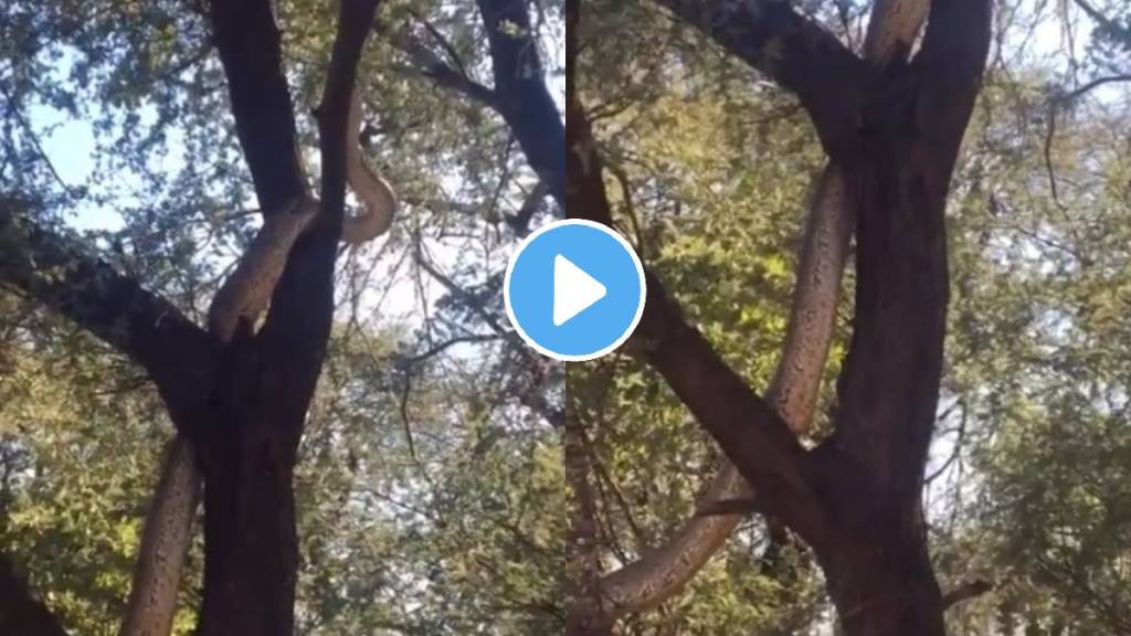 a huge python anaconda snake terrifying video mp balaghat forest