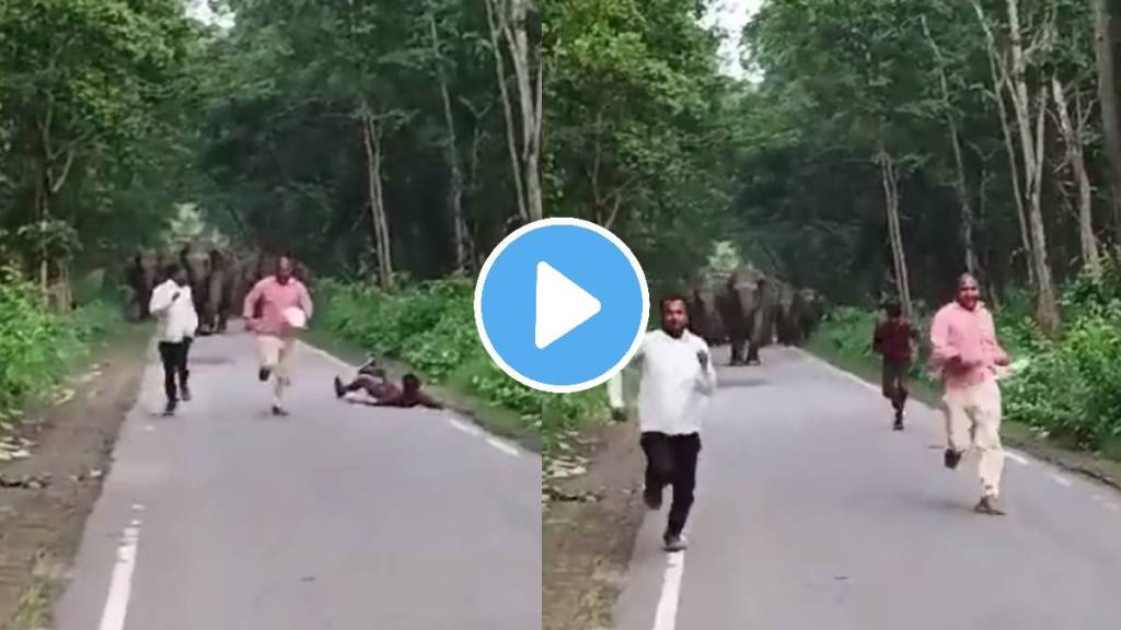 Elephant attack viral video