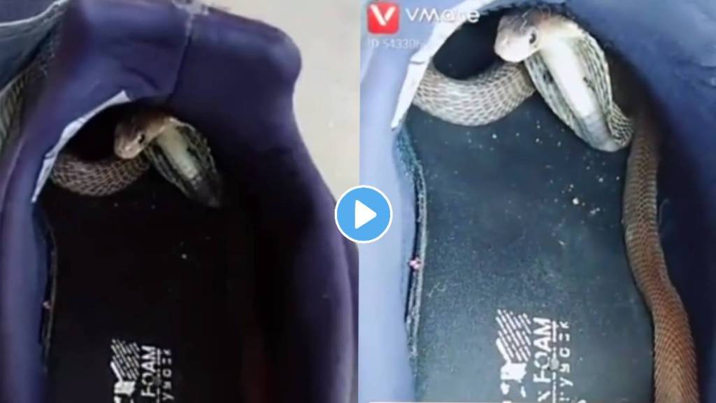 Man shocked after seeing cobra snake in shoes video viral on social media