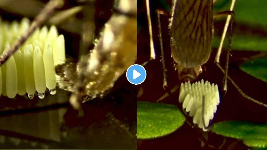 viral video mosquito laying eggs video will shock you see how mosquitoes lays eggs video vira on social media