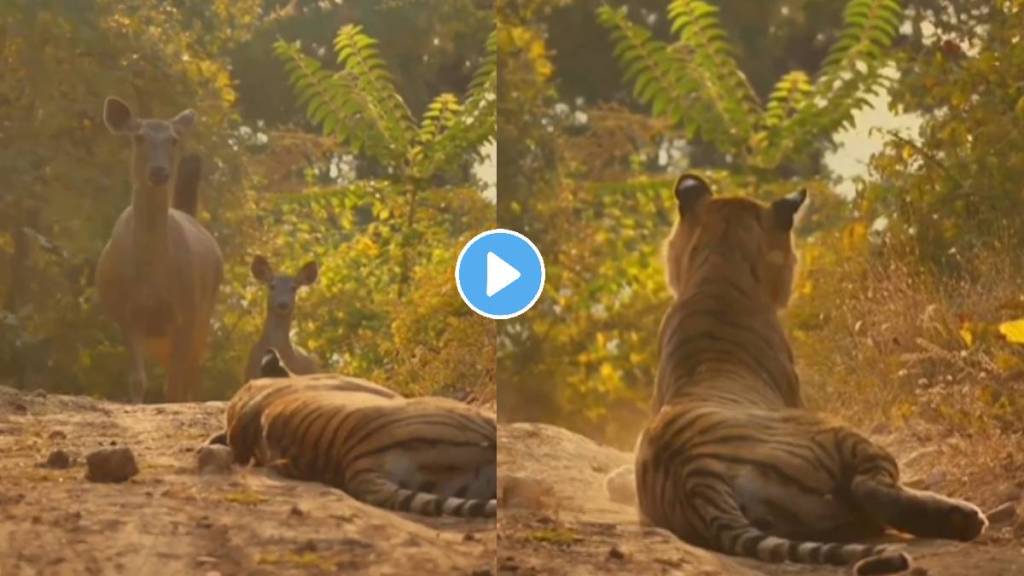 Shocking video of wild animal deer came front of tiger then what happened video viral on social media