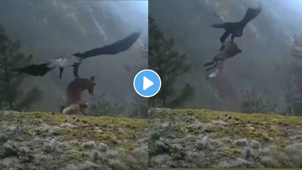 Unbelievable! Eagle Hunts And Flies Away With Fully Grown Fox: Watch viral video on social media