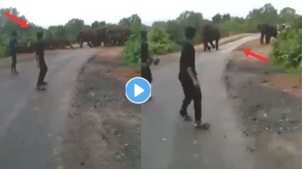 Herd Of Elephants Shocking Viral Video