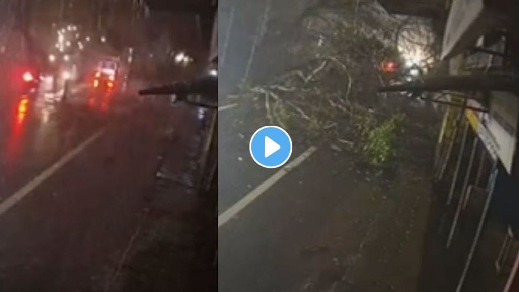 Tree Falls On A Bike Rider Video