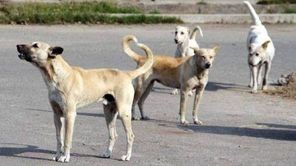 52 people bitten by stray dogs in ambernath station area