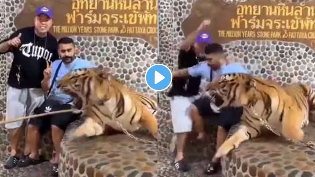 Tiger Attack Viral Video