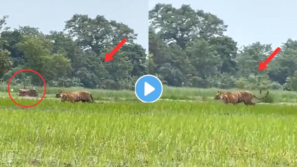 Royal Bengal Tiger Video Viral